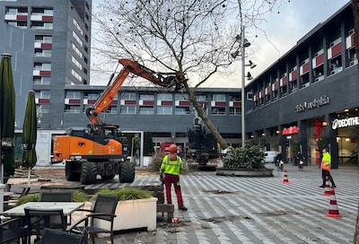 Bomenkap Pieter Vreedeplein: Partij voor de Dieren ‘wil per boom een toelichting’