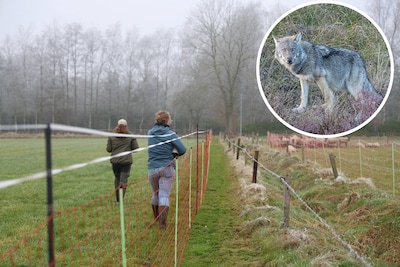 Provincie gaf in drie jaar bijna negen ton uit aan wolfwerende rasters, maar die blijken buitengewoo
