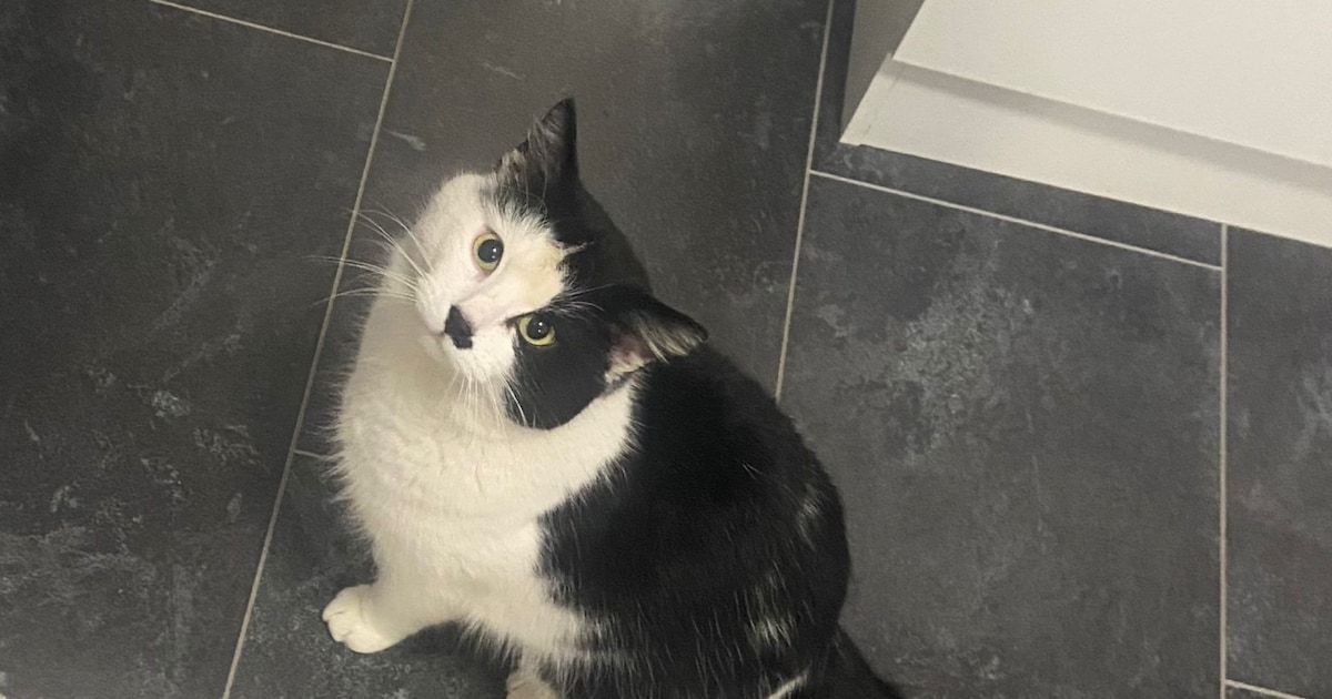 Heb jij Junior gezien? Dit huisdier wordt in Eemnes vermist