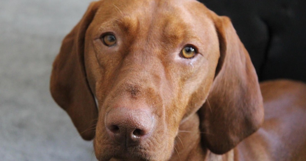 Heb jij Baas gezien? Dit huisdier wordt in Amstelveen vermist