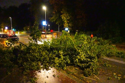 Omgevallen bomen zorgen voor wegafsluitingen: bussen worden omgeleid