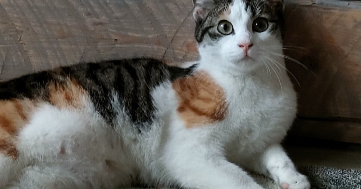 Heb jij Pip gezien? Dit huisdier wordt in Wormerland vermist