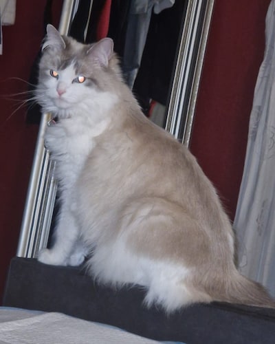 Heb jij Stella, Pino of Lisa gezien? Deze vier huisdieren worden in Kampen vermist