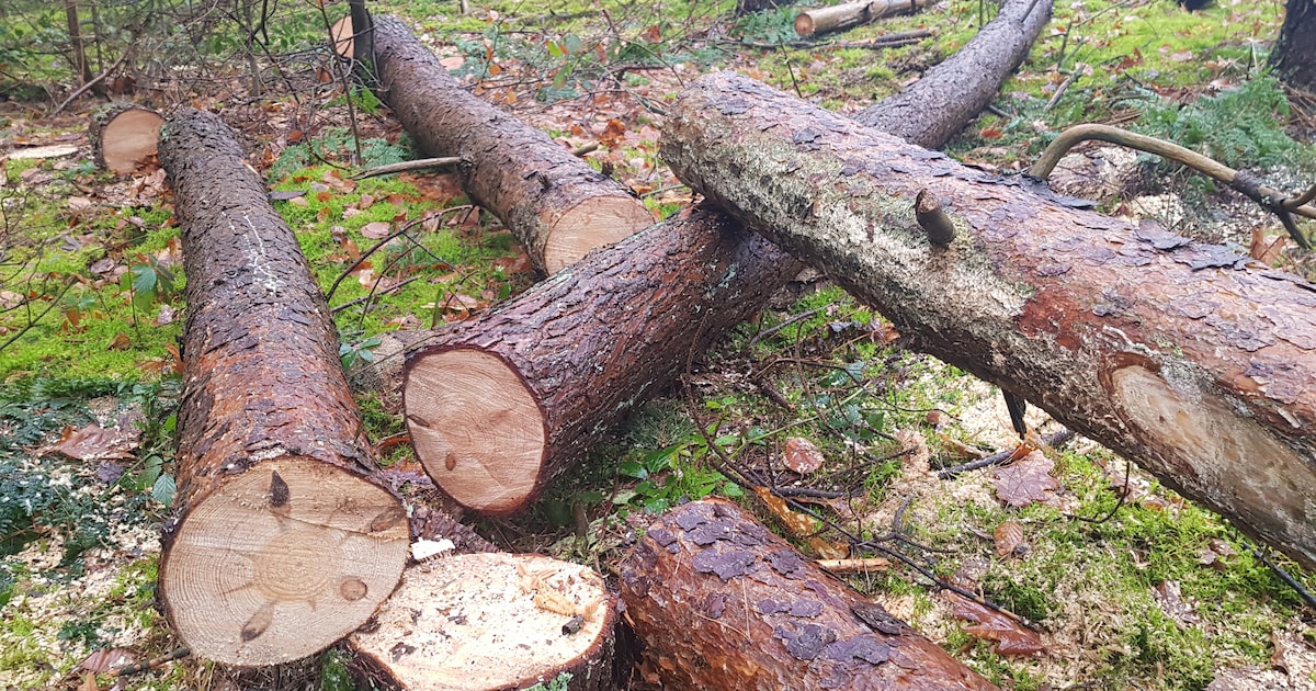 Verdriet over omgekapte bomen: ‘Er blijft op den duur niks over van Nimmerdor’