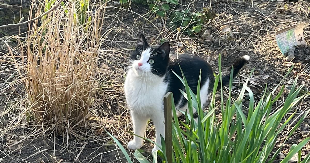 Heb jij Lotje, Tommie of Zorro gezien? Deze vier huisdieren worden in Veere vermist