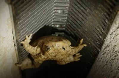 Whoop whoop! Den Haag is de meest padvriendelijke stad van het land