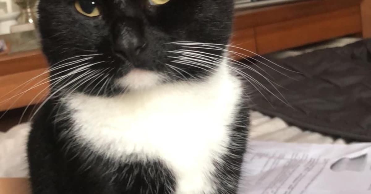 Heb jij Nemo gezien? Dit huisdier wordt in Woerden vermist