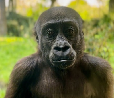 Blijdorp deelt prachtige foto van Ajabu, de jongste nakomeling van overleden Bokito