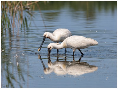 Image related to the article