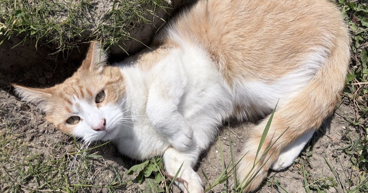 Heb jij Jax gezien? Dit huisdier wordt in Kapelle vermist
