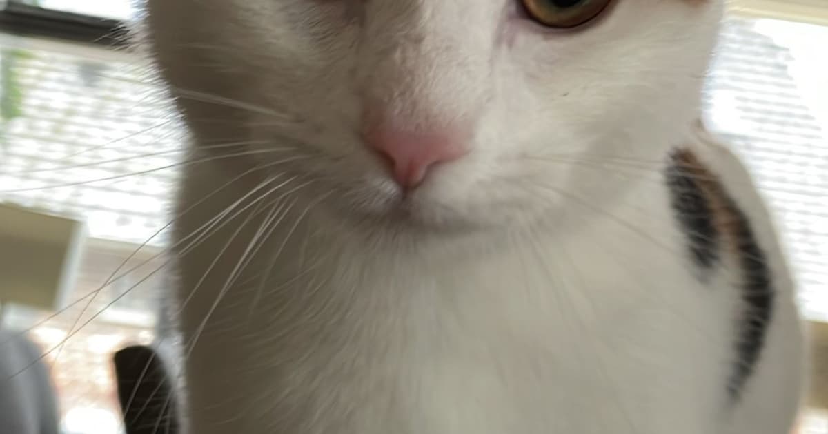 Heb jij Koosje gezien? Dit huisdier wordt in Leusden vermist