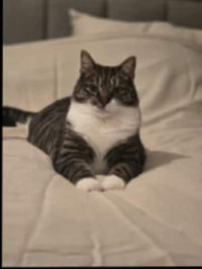 Heb jij Binkie of Dusty gezien? Deze twee huisdieren worden in Zoetermeer vermist