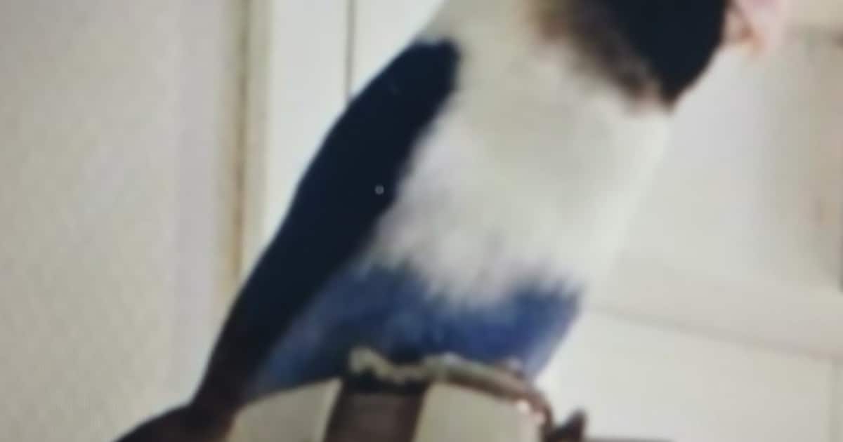 Heb jij Kiku gezien? Dit huisdier wordt in De Bilt vermist