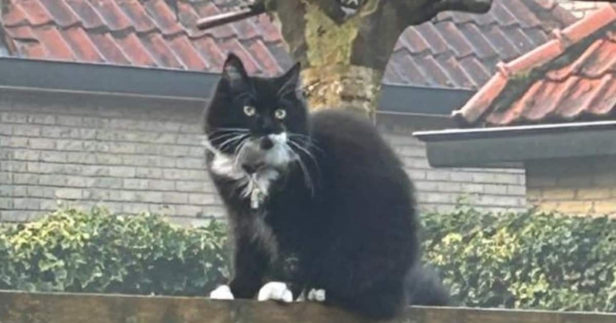 Heb jij Felix, Suus of Kitty gezien? Deze vier huisdieren worden in Hilversum vermist
