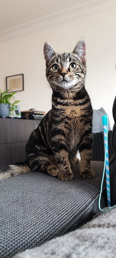 Heb jij Cisco gezien? Dit huisdier wordt in Bergen op Zoom vermist