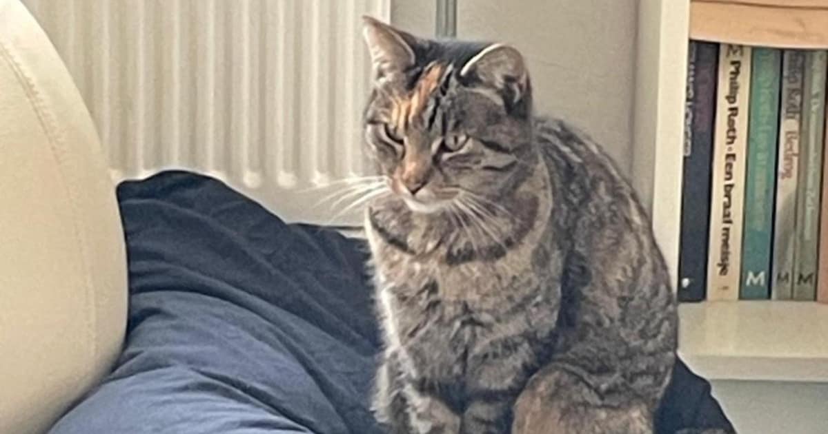 Heb jij Kima, Jop of Maartje gezien? Deze vier huisdieren worden in Lansingerland vermist