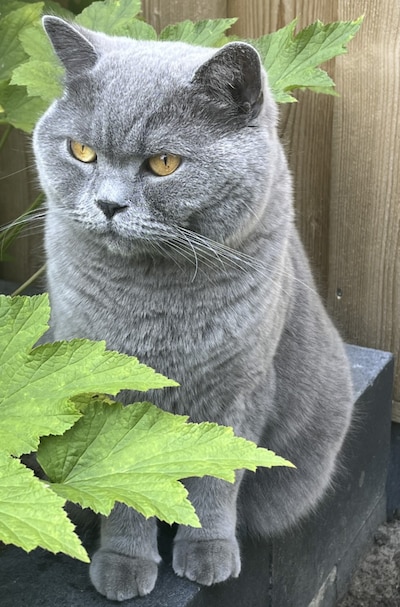 Heb jij Max, Lizzy of Feo gezien? Deze drie huisdieren worden in Enschede vermist