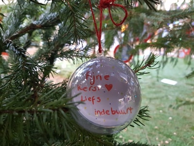 Jingle all the way! Bij deze Bossche zaken koop je een kerstboom (2025)