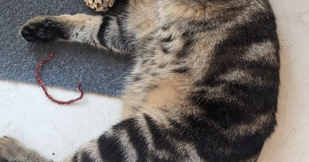 Heb jij Gigi, Nizza of Garfield gezien? Deze vijf huisdieren worden in Hilversum vermist