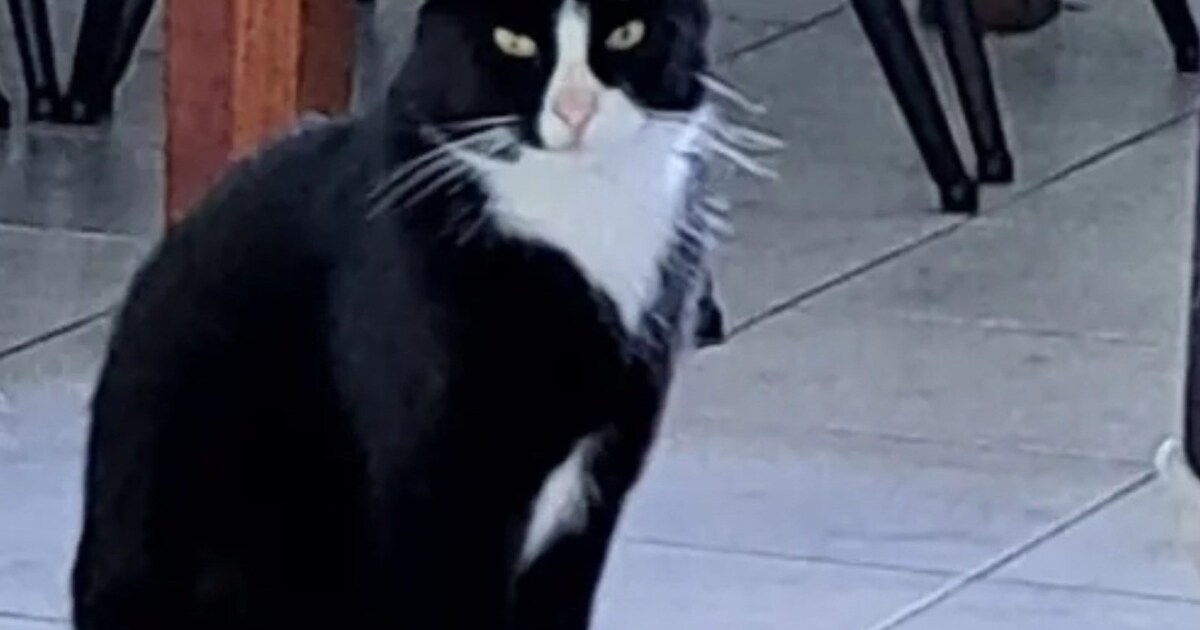 Heb jij Mikkie gezien? Dit huisdier wordt in Koggenland vermist