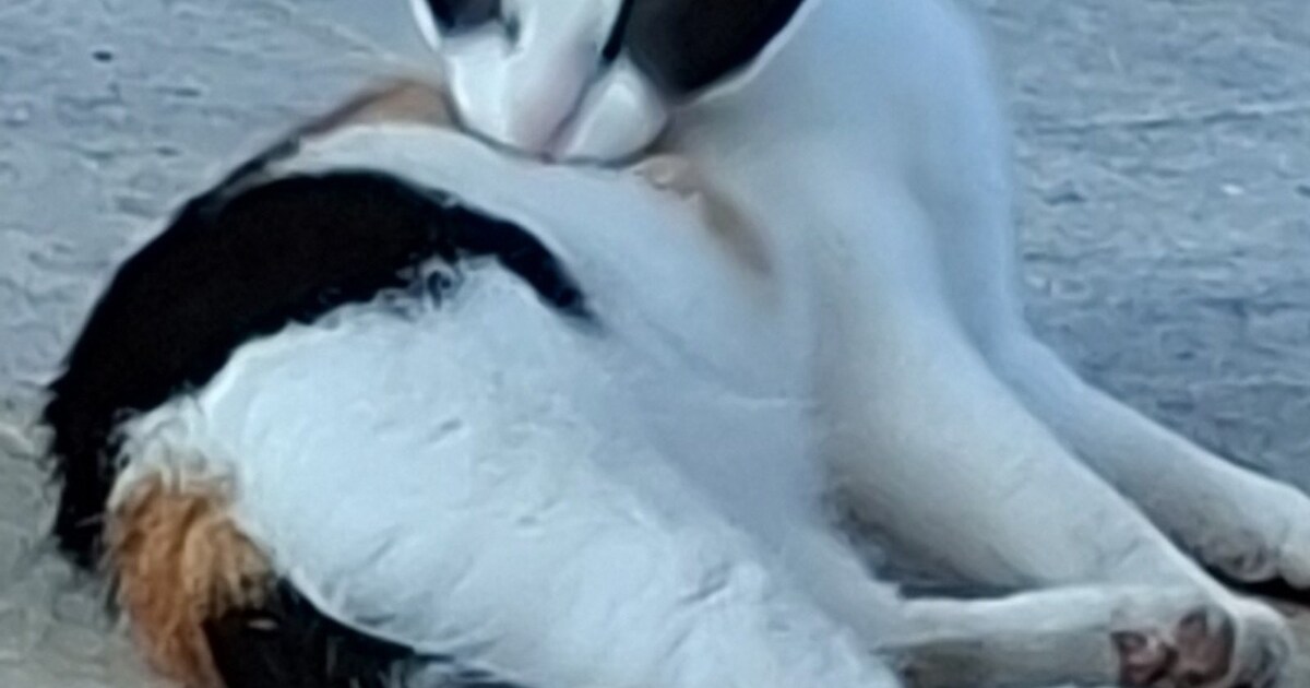 Heb jij Missy of Luna gezien? Deze twee huisdieren worden in Medemblik vermist