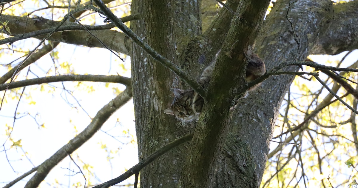 Brandweer redt kat uit boom in Coevorden