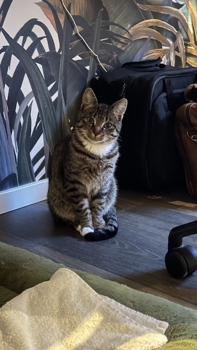 Heb jij Marre, Oos of Rio gezien? Deze vijf huisdieren worden in Tilburg vermist