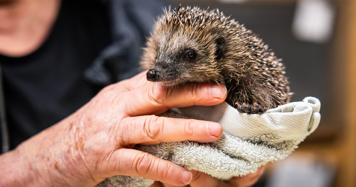 Anonieme schenker doneert 7500 euro aan wildopvang De Bonte Piet