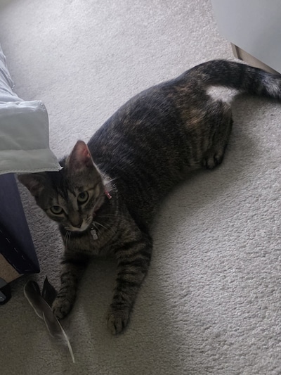 Heb jij Guusje, Coco of Pepper gezien? Deze vier huisdieren worden in Boxtel vermist