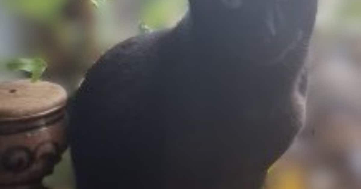 Heb jij Tommie gezien? Dit huisdier wordt in Voerendaal vermist