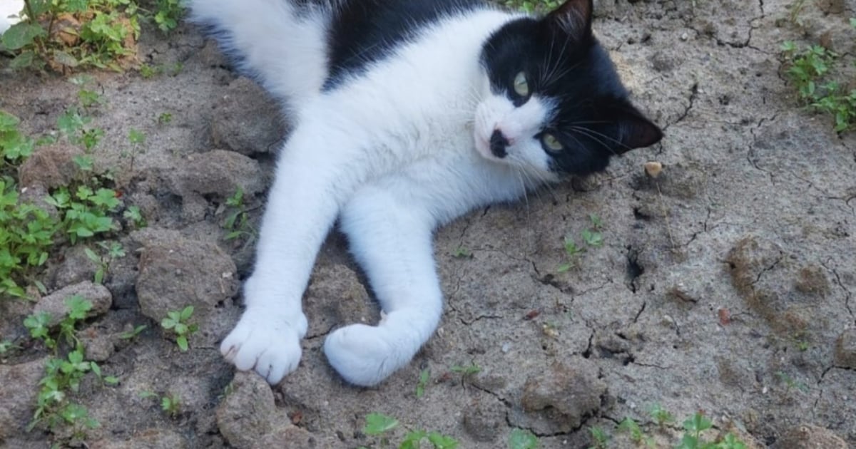 Heb jij Flora of Murphy gezien? Deze twee huisdieren worden in Maasdriel vermist