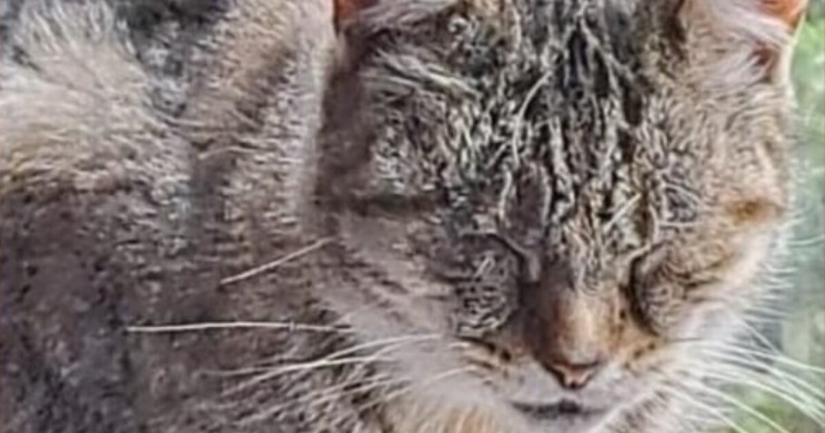 Heb jij Tijger gezien? Dit huisdier wordt in Drimmelen vermist