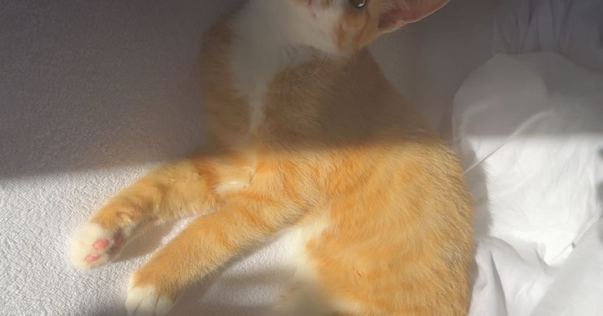Heb jij Bibi, Nijn of Oreo Ojijo gezien? Deze vier huisdieren worden in Zuidplas vermist