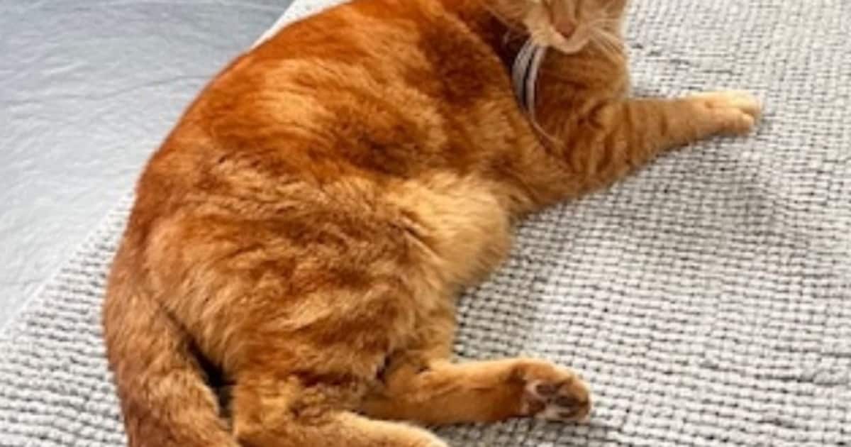 Heb jij Boef gezien? Dit huisdier wordt in Leidschendam-Voorburg vermist