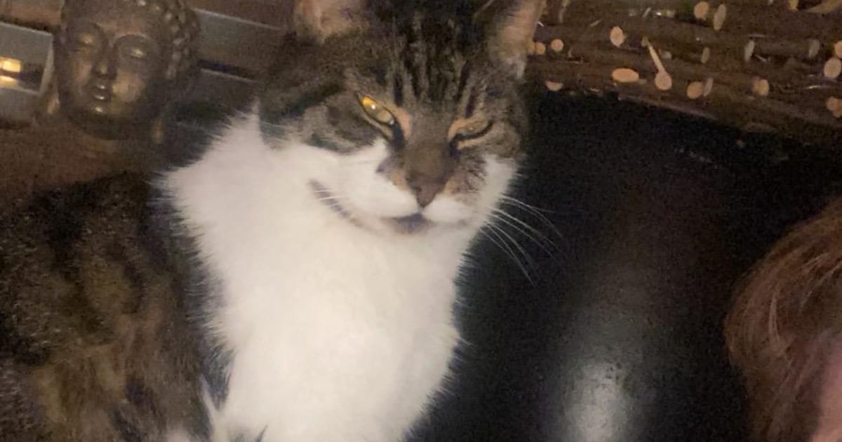 Heb jij Red, Rebel of Miauw gezien? Deze drie huisdieren worden in Leiden vermist