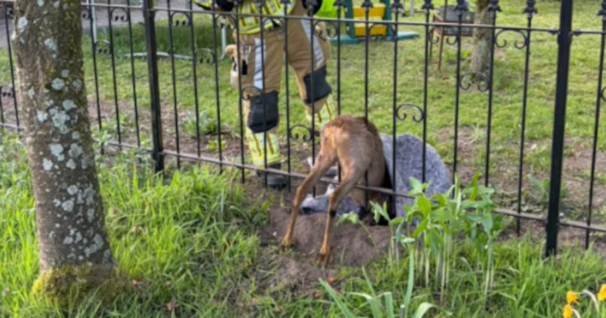 Ree bekneld in hekwerk van woning in Hoogerheide, brandweer schiet te hulp