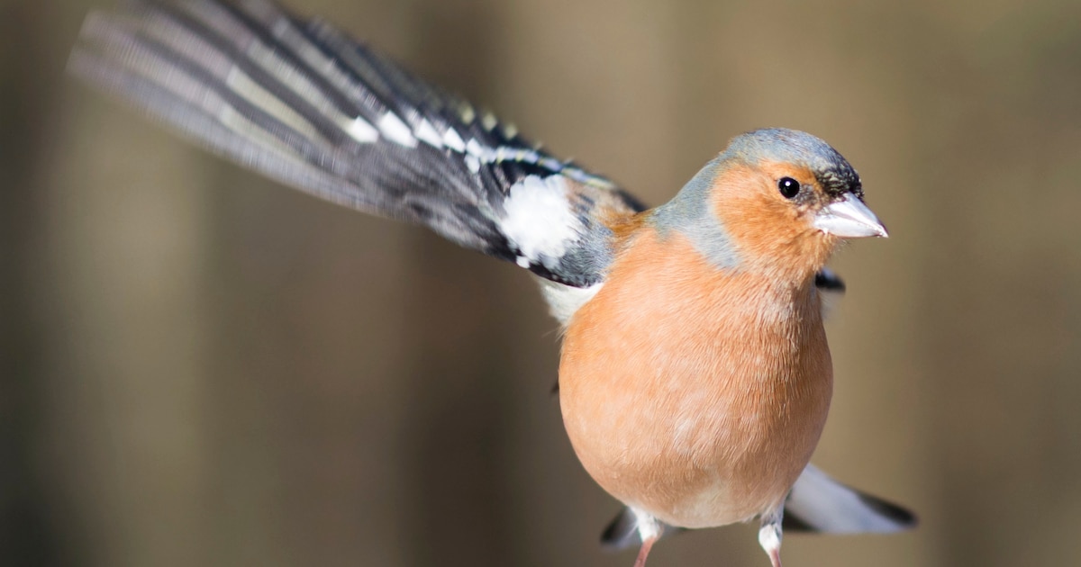 Vogelcursus voor beginners start in Geldrop