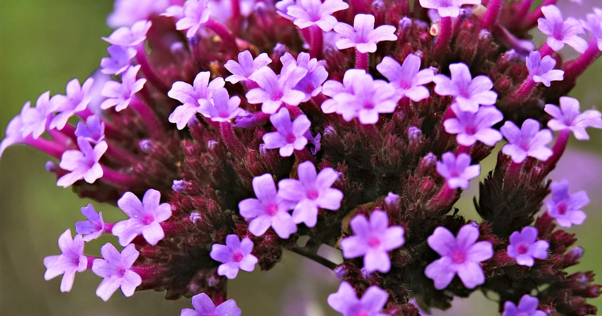 Harmonie Kunst Adelt verkoopt plantjes in Helvoirt