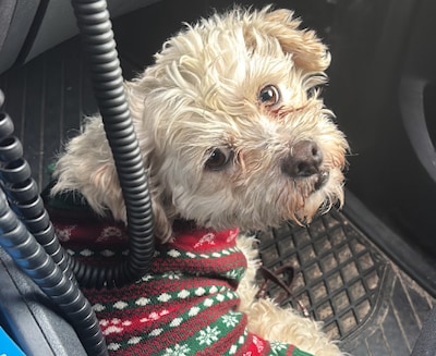 Politie maakt zich zorgen over straatverkopers met verwaarloosde honden: ‘Steeds groter probleem’