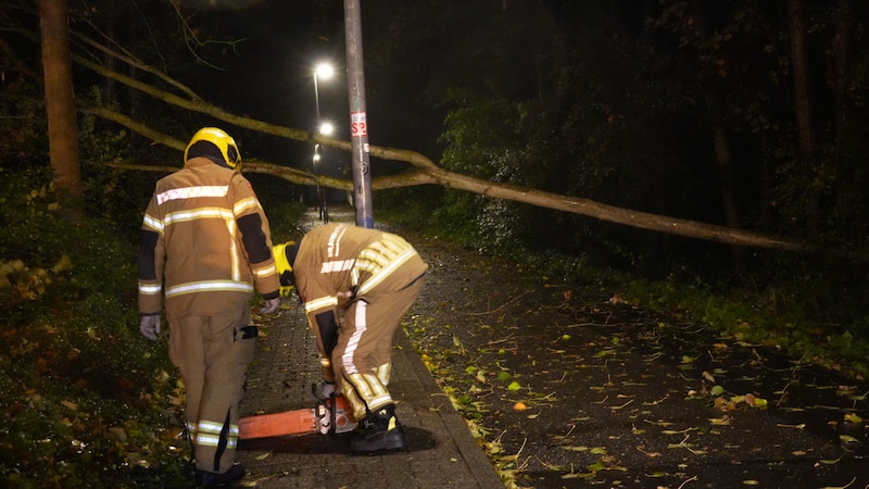 Een scooterrijder in Hoorn zag een omgevallen boom niet en botste er tegen aan.