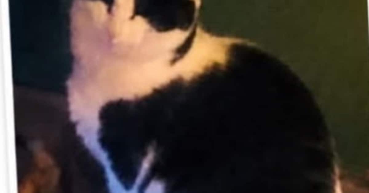 Heb jij Lilo gezien? Dit huisdier wordt in Wassenaar vermist