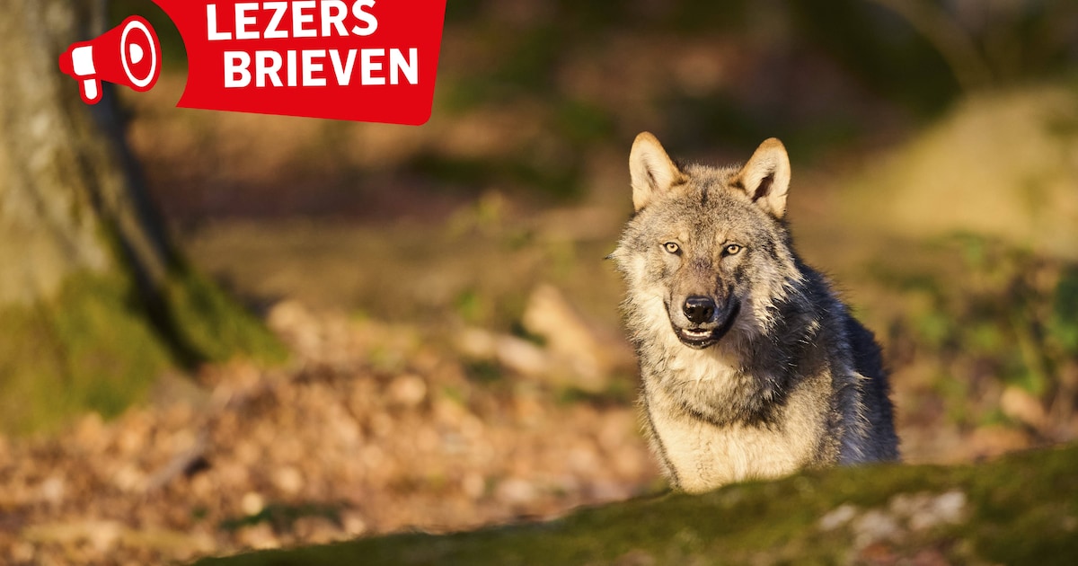 Reacties op wolven: ‘In de wei staan in een omgeving met wolven heeft minder risico dan brandgevaarl