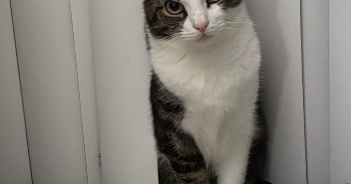 Heb jij Jack gezien? Dit huisdier wordt in Drechterland vermist