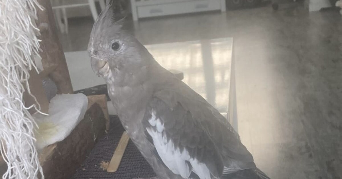 Heb jij Koeki gezien? Dit huisdier wordt in Roermond vermist