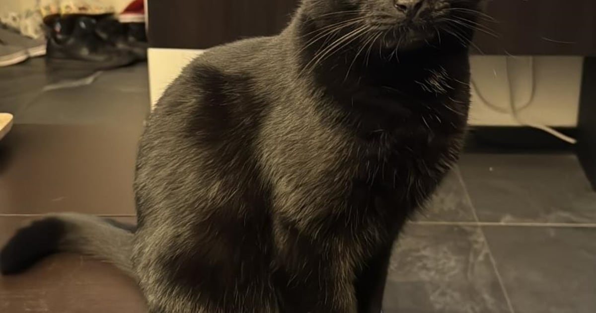 Heb jij Bandiet, Ani of Simba gezien? Deze drie huisdieren worden in Roosendaal vermist