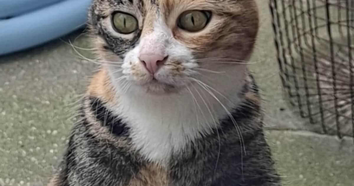 Heb jij Staartje of Peppie gezien? Deze twee huisdieren worden in Maassluis vermist