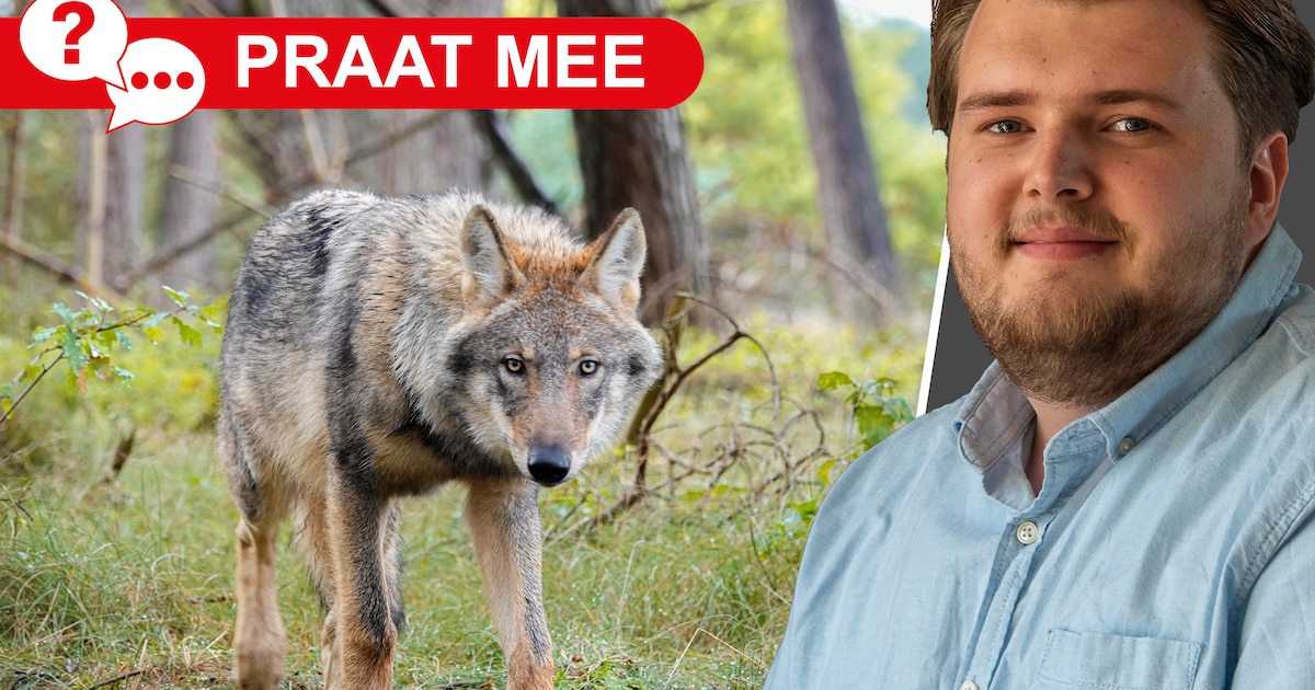 Wat vindt u van de nieuwe plannen van staatssecretaris Erkens over de wolf: een goede stap vooruit o