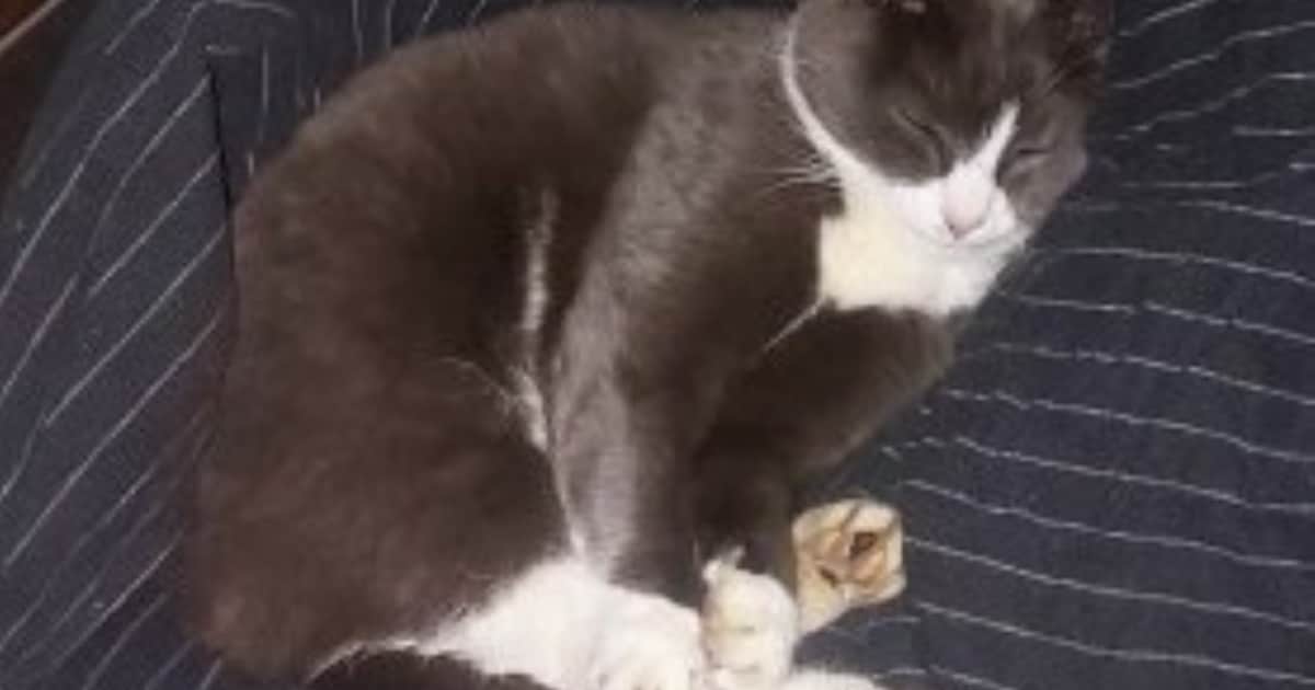 Heb jij Sky of Pienie gezien? Deze twee huisdieren worden in Nieuwkoop vermist