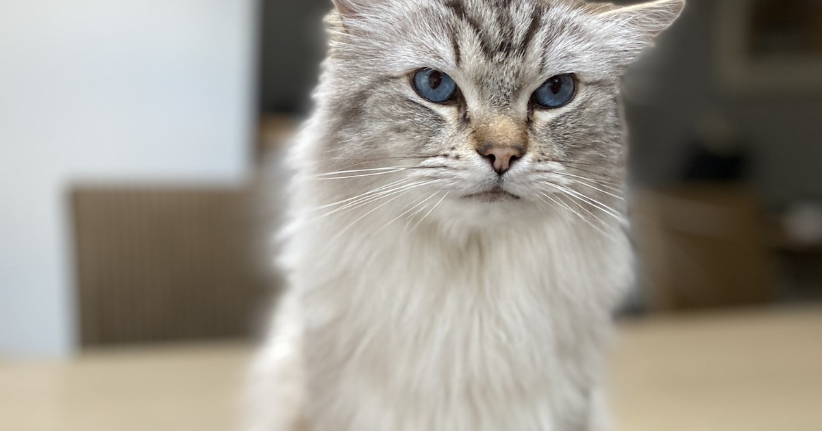 Heb jij Jazz gezien? Dit huisdier wordt in Stede Broec vermist