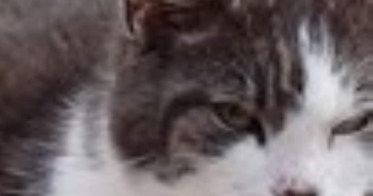 Heb jij Poema, Ares of Muis gezien? Deze drie huisdieren worden in De Wolden vermist